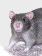 Malachi, beloved pet rat of Vanette