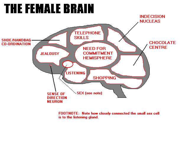 The Human Female Brain