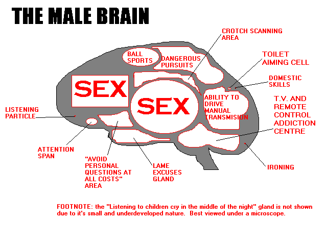 The Human Male Brain