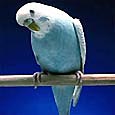 Frosty, our resident budgie, listens intently to your thoughts