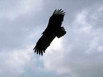 Fly with the eagles and know both worlds!