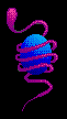 The Deoxyribonucleic Hyperdimension